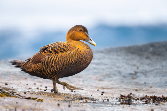 Female Common Eider (Somateria mollissima)