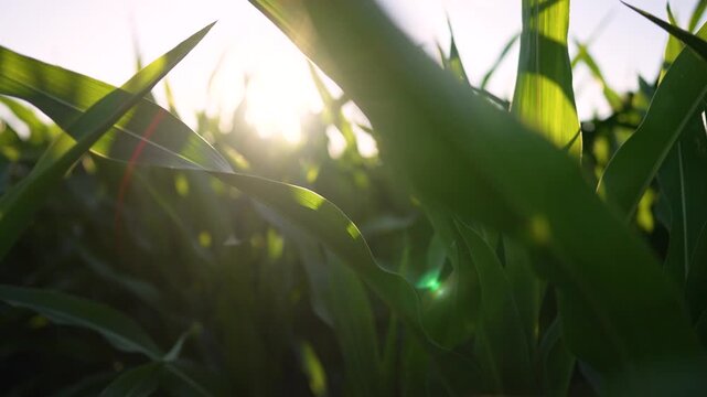 Sunlight filtering through corn leaf as green corn plant and crop fill close up field view with sun glare highlighting leaf texture and plant vein detail in agriculture landscape showing green crop