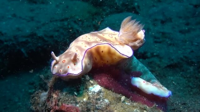 ceratosoma trilobatum with eggs