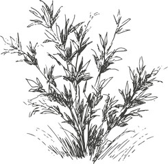 Obraz premium Black and white vintage sketch of a bush with narrow leaves and multiple branches