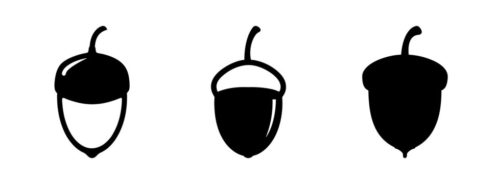 Acorn vector illustration set for autumn designs and nature themed graphics and educational use