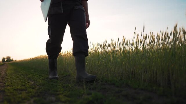 Walking through wheat field at sunset farmer leg and boot visible walking along dirt path beside tall wheat crop while holding tool hinting harvest and agriculture work under warm light golden