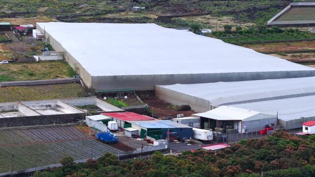 Pineapple Fields El Hierro Spain's Tropical Production Hub Canary Islands