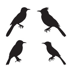 Fototapeta premium Silhouette of Acadian Flycatcher isolated on white background