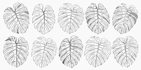 A collection of monstera deliciosa leaves in a botanical sketch style © Sourav