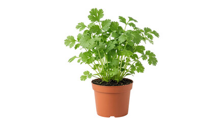 Obraz premium Fresh Cilantro Plant in Pot - Healthy Herb for Cooking and Gardening
