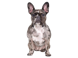 French bulldog sitting isolated on white background