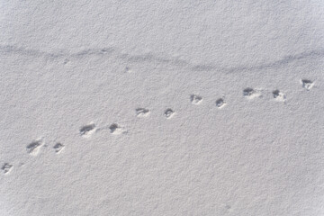 Fototapeta premium Duck tracks in the snow
