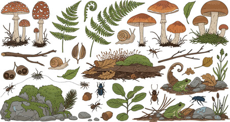 Forest floor ecosystem with mushrooms ferns insects snails moss plants and woodland elements hand drawn vector illustration set © Sumon Creative