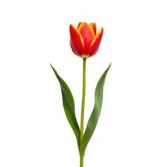 Fototapeta premium Vibrant Red and Yellow Tulip Flower on a Stem Against a Plain Background on transparent background