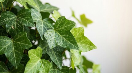 Obraz premium Close-up of vibrant green English ivy leaves with visible veins, showcasing natural texture and fresh foliage against a bright, soft-focus background