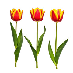 Naklejka premium Vibrant Red and Yellow Tulips in Bloom with Lush Green Leaves Against a Clean Background on transparent background