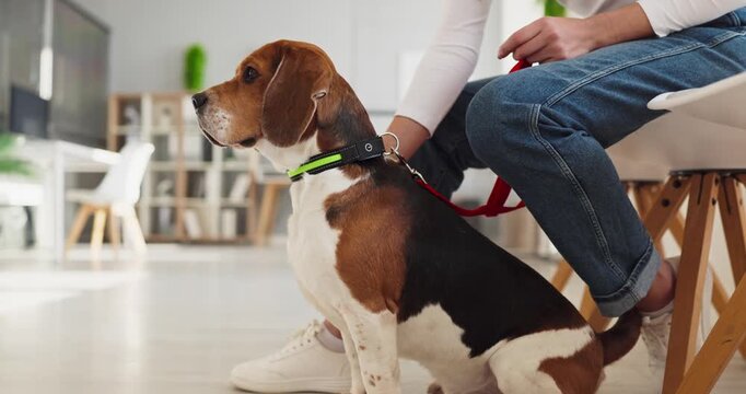 Beagle dog with woman owner waiting clinic. Calm pet on leash in a bright vet waiting room as the owner comforts and reassures before appointment. Clear message of responsible pet care.