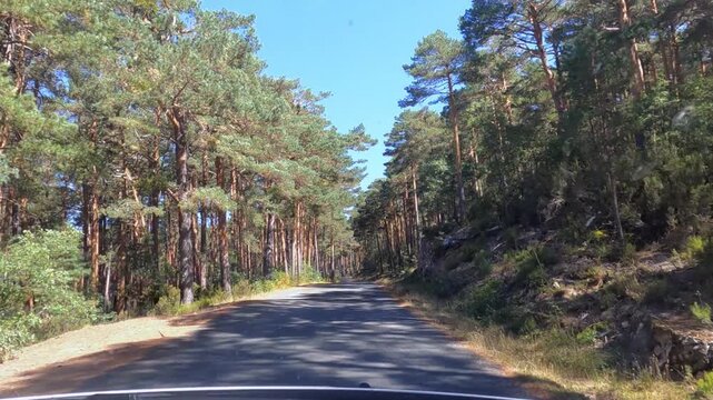 Vista desde el interior de un veh&iacute;culo que asciende por una estrecha carretera de un puerto de monta&ntilde;a en la provincia de Soria-Espa&ntilde;a, bordeada de un frondoso pinar, pinos resineros.