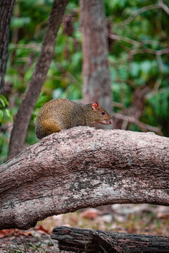 little agouti