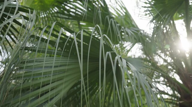 Overlapping palm leaves creating natural pattern texture background