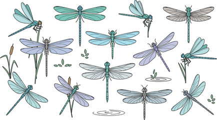 Hand drawn vector illustration set of colorful dragonflies and damselflies in various flying poses and resting on marsh plants for nature design. © Hosneara