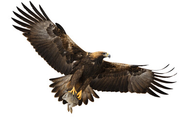 Obraz premium Golden eagle in flight carrying a small rabbit in its talons against a clean white background showing wings spread wide