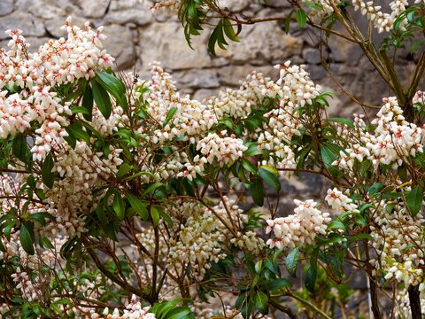 Pieris japonica | Japanese andromeda. Decorative spring flowering in drooping trusses of white and pink urn-shaped flowers on hanging branches clothed with lanceolate green leathery leaves
