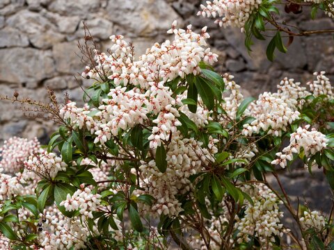 Japanese andromeda (Pieris japonica). Elegant shrub forming rounded mound of attractive dark green lance-shaped leathery leaves and pendant clusters of bell-shaped white flowers on branches