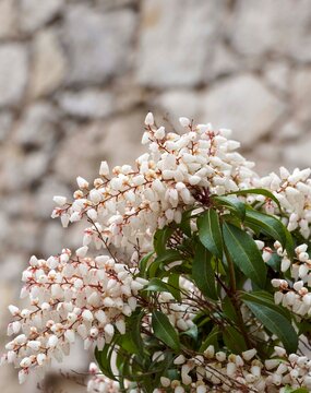 Pieris japonica ornamental shrub - Magnificent drooping cluster of white flowers of Japanese andromeda or Japanese piereis above leathery, dark green, lanceolate foliage
