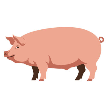 pig in the mud