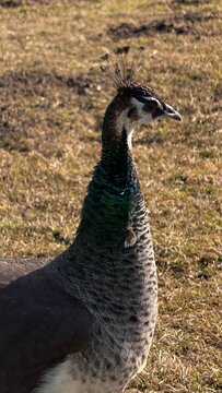 Detailed profile shot of a peahen highlighting its delicate crest and textured neck plumage in bright sunlight outdoors.