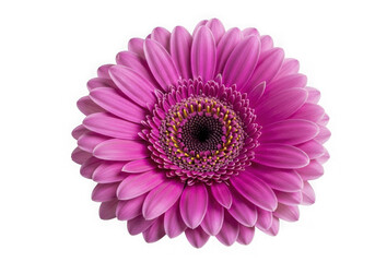 Vibrant Pink Gerbera Daisy Flower with Yellow and Purple Center isolated on transparent background