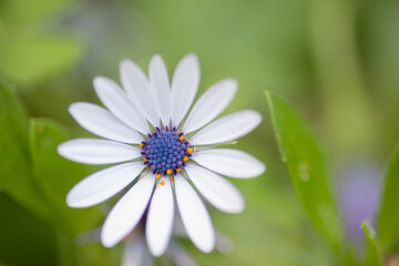Fototapeta premium White african daisy flower blooming in green garden