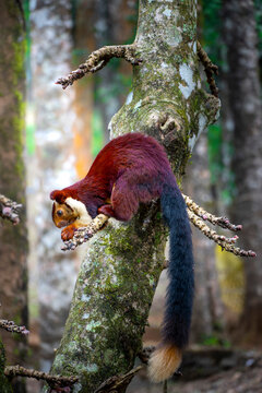 Malabar Giant Squirrel (Ratufa indica) eating on a tree branch, Western Ghats, India