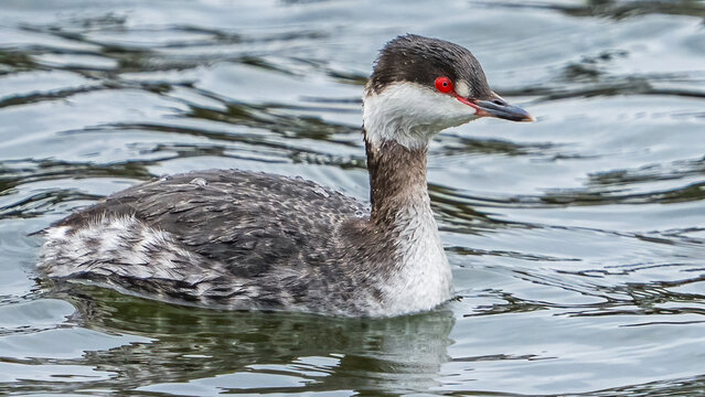 Horned Grebe on the water