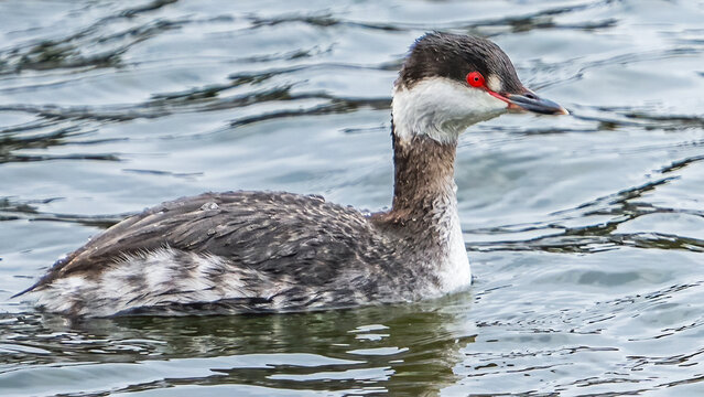 Horned Grebe on the water