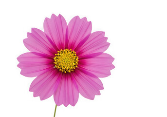 Vibrant Pink Daisy Flower with Yellow Center isolated on transparent background