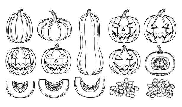 Pumpkin Halloween Illustration Set Featuring Whole Pumpkins, Carved Jack O Lantern Faces, Slices and Seeds in Detailed Hand Drawn Outline Vector Style
