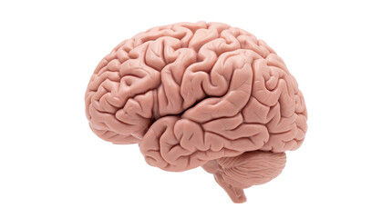 Detailed realistic human brain anatomical model, showing cerebrum and cerebellum, isolated on...