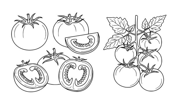 Tomato Hand Drawn Illustration Set Featuring Whole Fruits, Slices and Vine Plant with Leaves in Detailed Minimal Outline Vector Style