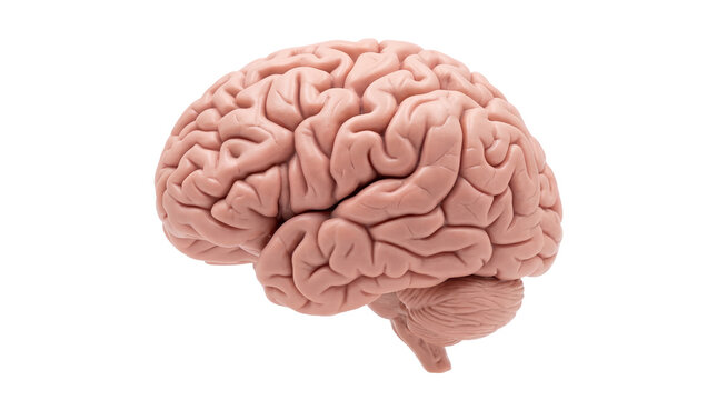 Detailed realistic human brain anatomical model, showing cerebrum and cerebellum, isolated on transparent background, for medical and educational use