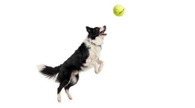 Energetic black and white Border Collie dog leaping high in the air, playfully catching a yellow tennis ball, isolated PNG on transparent background