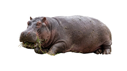 Obraz premium Massive adult hippopotamus, a large African mammal, peacefully lying down and eating fresh green grass, isolated on transparent background PNG