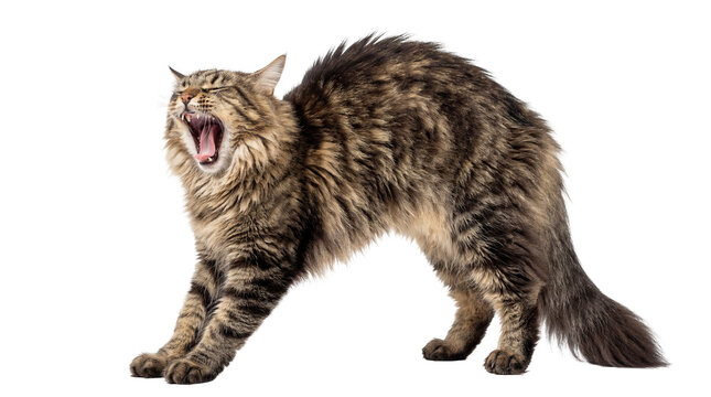 Fluffy brown tabby cat stretching and yawning widely, showing teeth and tongue, isolated PNG on transparent background, a domestic feline pet in a playful pose