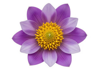 Fototapeta premium Vibrant purple flower with yellow center isolated on transparent background