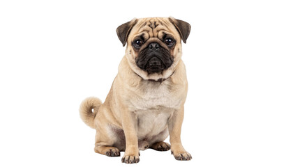 Obraz premium A cute fawn pug dog with a black muzzle, sitting calmly and looking directly at the camera, isolated PNG on transparent background