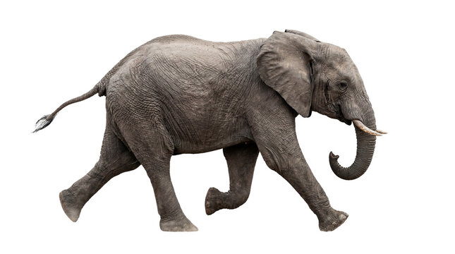 Powerful African elephant walking with tusks and trunk, a majestic wild animal isolated on transparent background, perfect for wildlife projects PNG