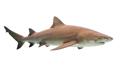 Fototapeta premium A powerful brown-grey shark swimming gracefully, isolated PNG on transparent background, ideal for marine life projects and education