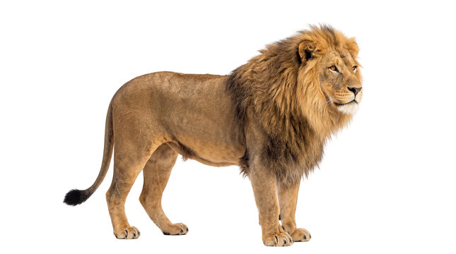Majestic adult male lion with a magnificent mane, standing proudly, isolated full body shot of a powerful African predator PNG