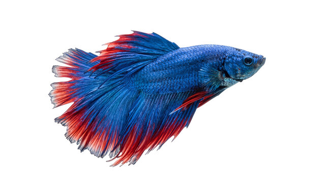 Vibrant blue and red Betta fish, Siamese fighting fish, swimming gracefully, isolated PNG on transparent background, perfect for pet designs