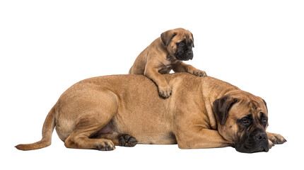 Obraz premium Adorable fawn Bullmastiff puppy resting playfully on its large adult mother s back, both dogs isolated on transparent background, a heartwarming family portrait PNG