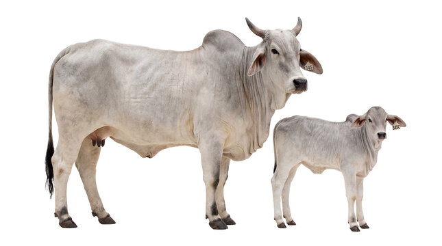 A light grey Brahman cow with horns and udder standing next to its young calf, both with ear tags, isolated for agricultural and livestock projects