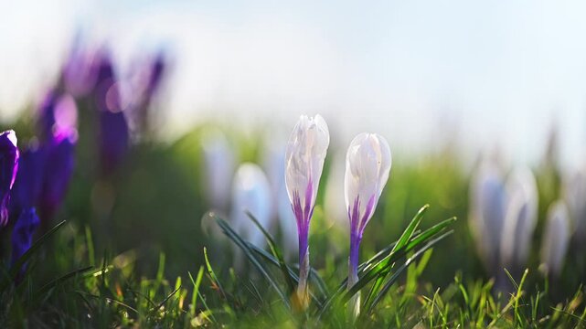 Blooming crocus in grass with soft bokeh, peaceful spring nature, 4K slow motion