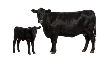 Fototapete Kuh Large black Angus cow and her young calf standing together, isolated on transparent background, livestock animal photography PNG  © Irina